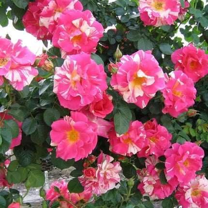 20 Candyland Climbing Rose Seeds – Experimental Rose Seedlings for Trellises & Arbors - Seed World