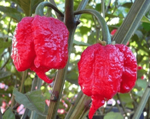 20 Carolina Reaper Seeds