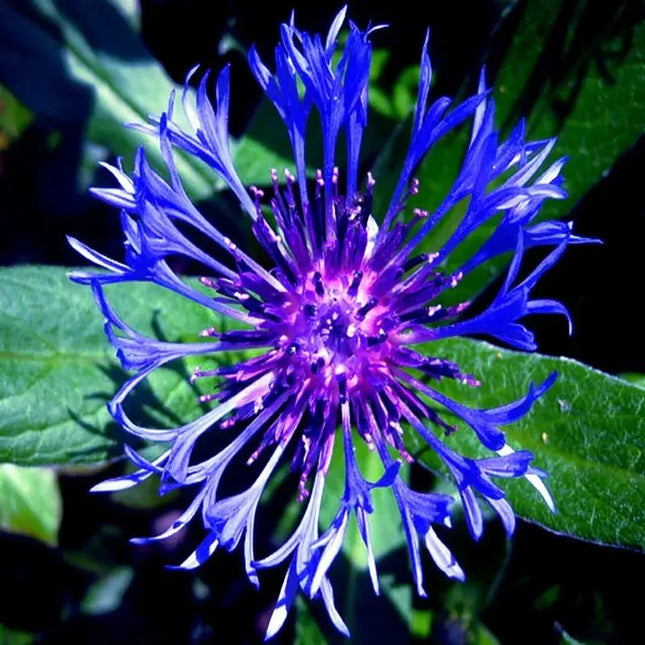 Montana Cornflower Seeds – Vibrant Blue Perennial Wildflowers for Pollinator Gardens, Cottage Borders and Cut Flower Displays. Seed World