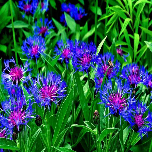 20 Cornflower Montana Wildflower Seeds - Seed World