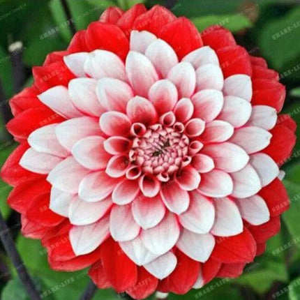 20 Dahlia Seeds - Seed World