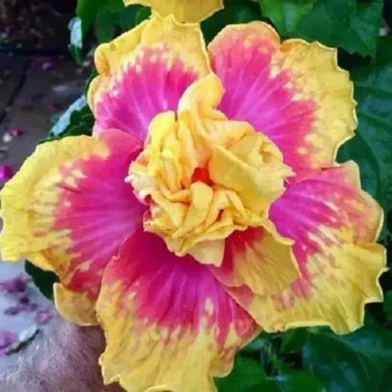 20 Double Pink Yellow Hibiscus Seeds - Seed World