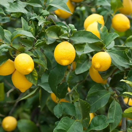 20 Dwarf Bonsai Lemon Tree Seeds (Citrus limon) - Seed World