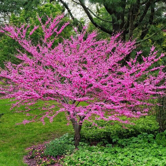 20 Eastern Redbud Seeds - Seed World