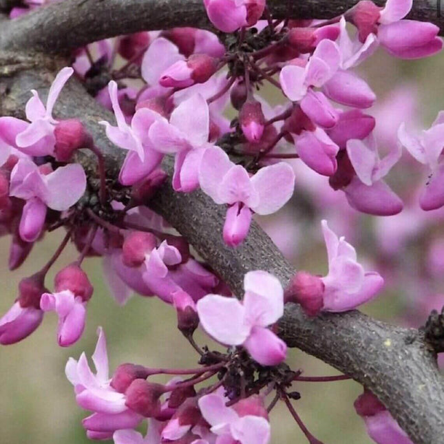 20 Eastern Redbud Seeds - Seed World