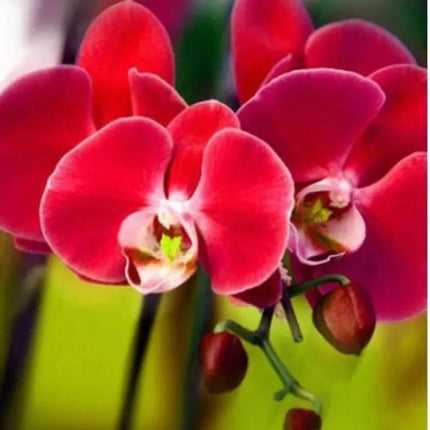 20 Exotic Rare Orchid Seeds - Seed World