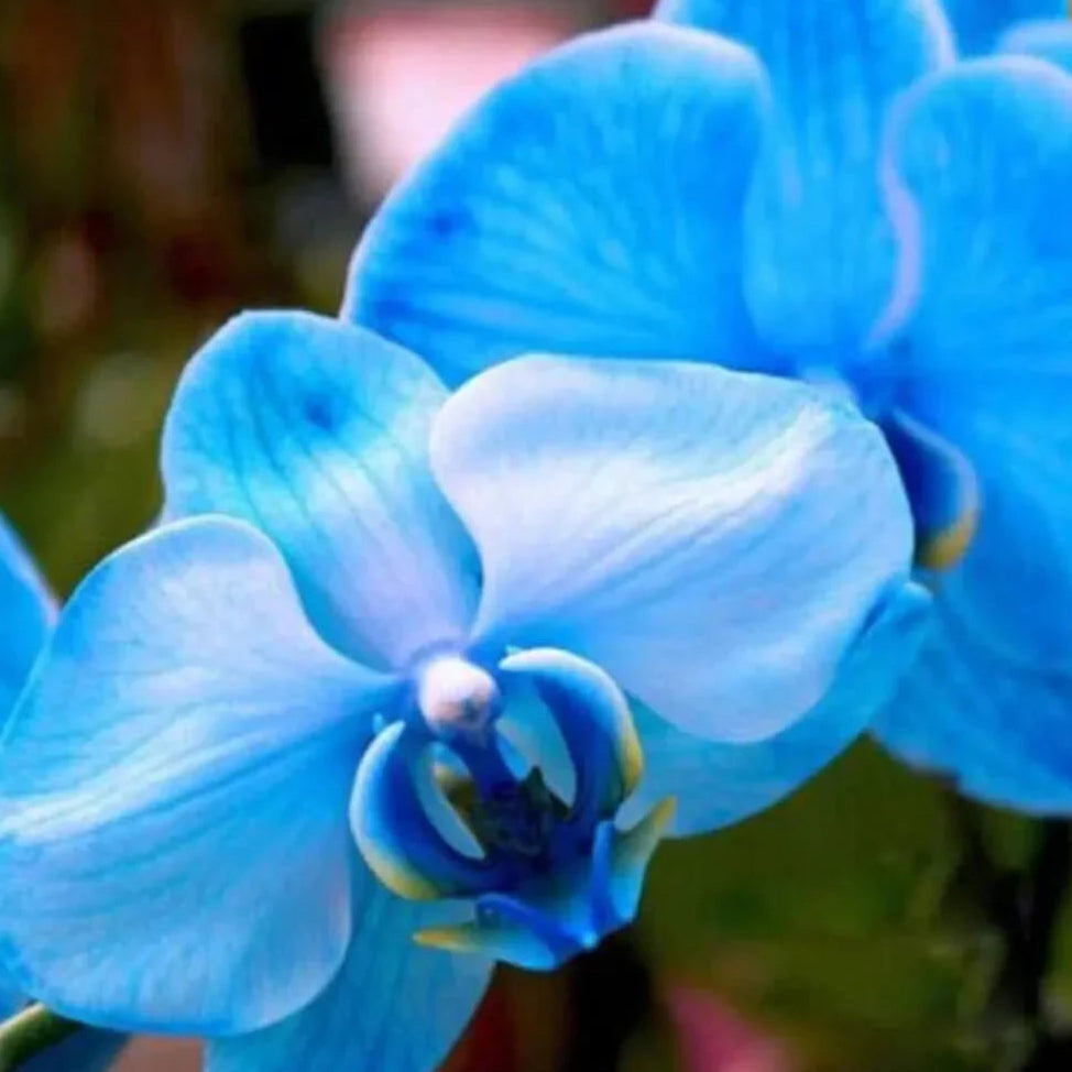 Close-up of a blue orchid flower with a blurred background