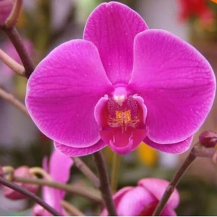 Close-up of a vibrant pink orchid flower with a blurred background