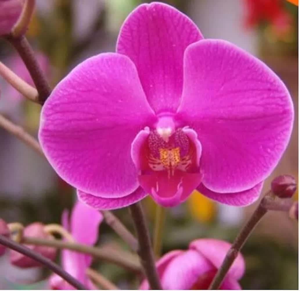 Close-up of a vibrant pink orchid flower with a blurred background
