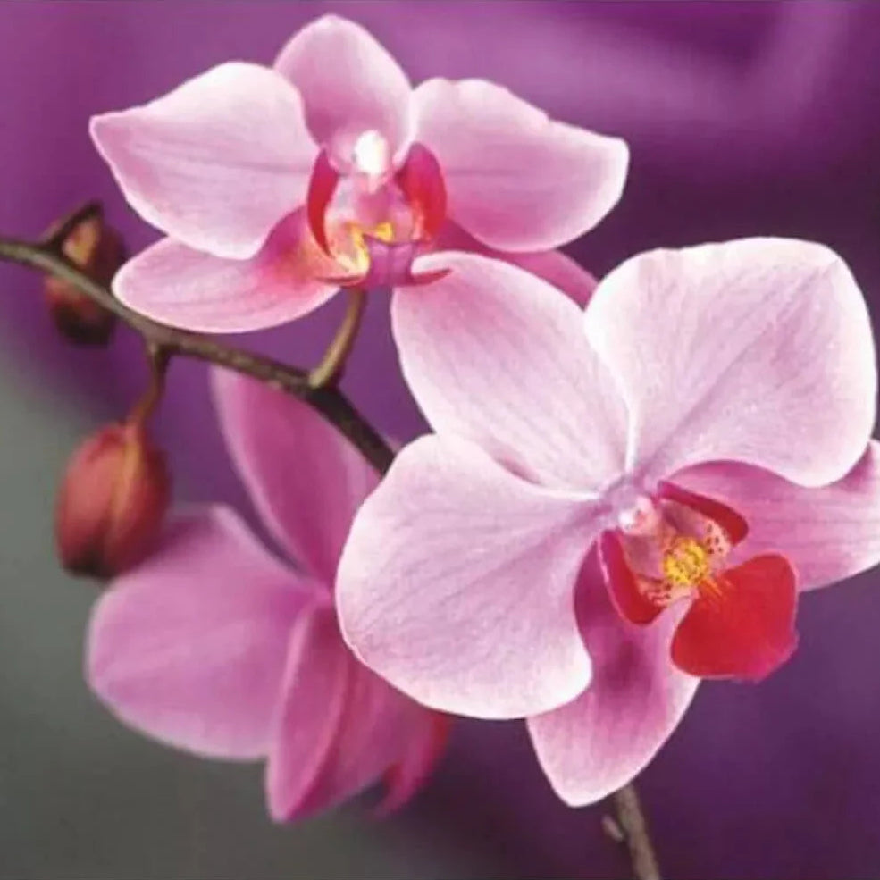 Pink orchids with a blurred purple background