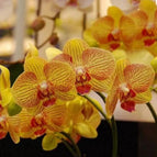 Orange Yellow