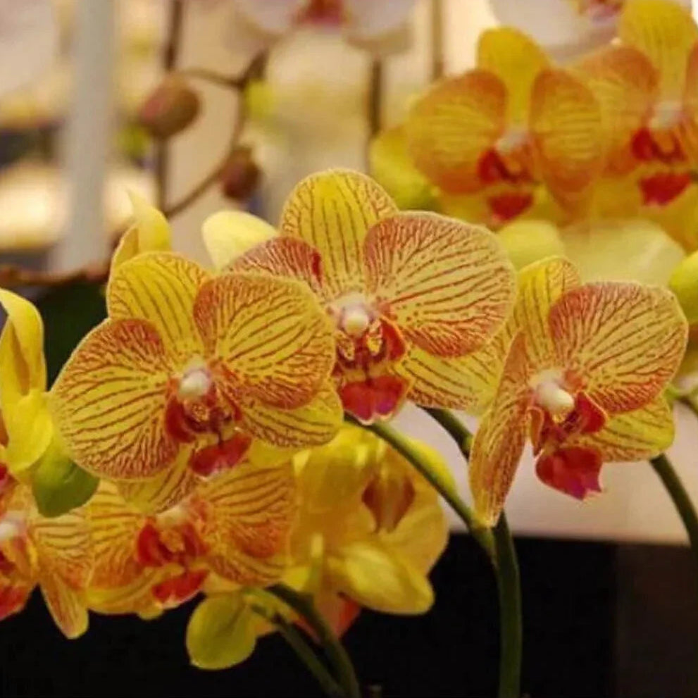 Close-up of yellow and red orchids with a blurred background