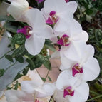 White - Pink