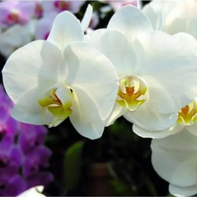 Close-up of white orchids with a blurred purple flower in the background