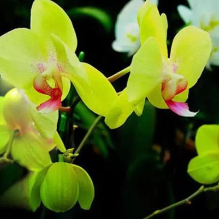 Yellow orchids with pink centers against a dark background