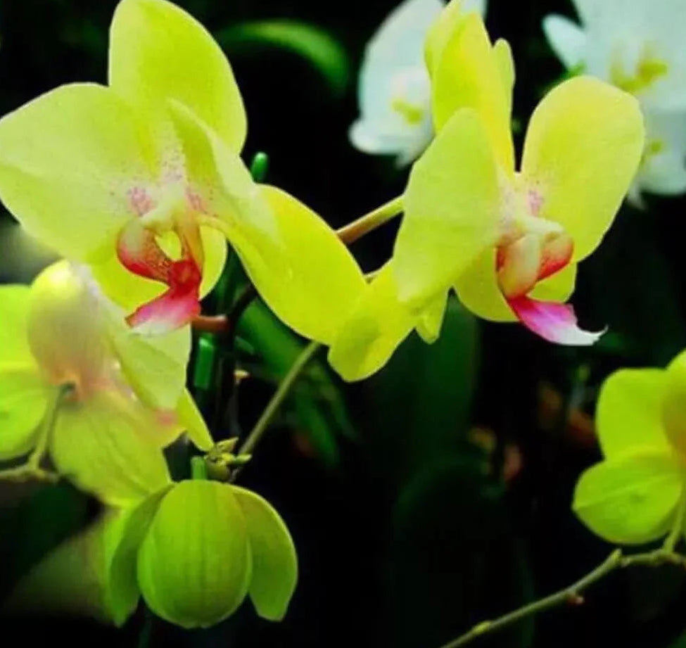 Yellow orchids with pink centers against a dark background