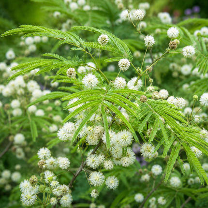 20 Feather Tree seeds