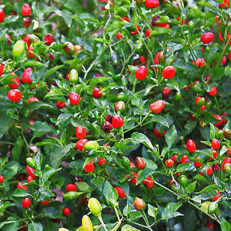 20 Fire Cracker Pepper Seeds - Seed World