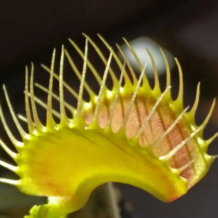 20 Freshly Harvested Venus Flytrap Seeds - Seed World