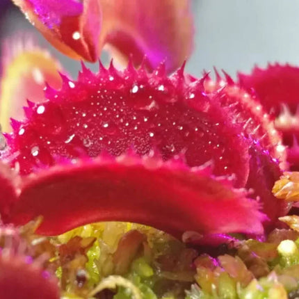 20 Freshly Harvested Venus Flytrap Seeds - Seed World