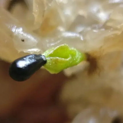 20 Freshly Harvested Venus Flytrap Seeds - Seed World