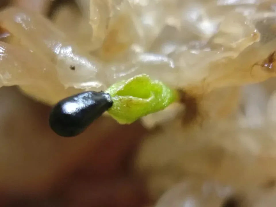 20 Freshly Harvested Venus Flytrap Seeds - Seed World