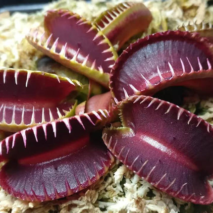20 Freshly Harvested Venus Flytrap Seeds - Seed World