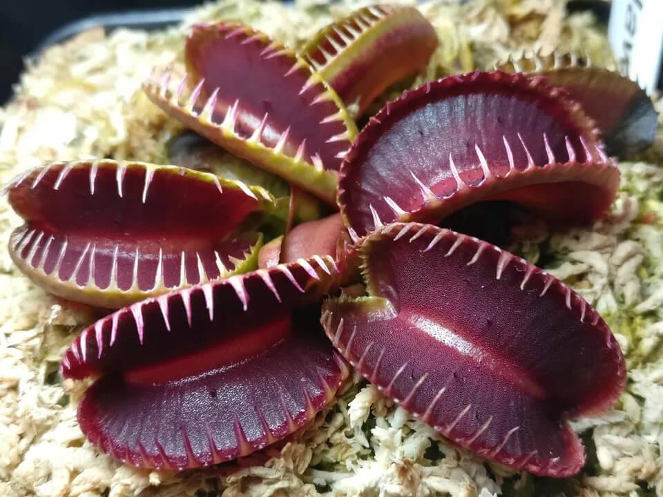 20 Freshly Harvested Venus Flytrap Seeds - Seed World