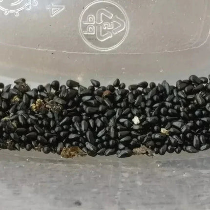 20 Freshly Harvested Venus Flytrap Seeds - Seed World