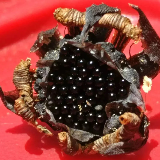 20 Freshly Harvested Venus Flytrap Seeds - Seed World