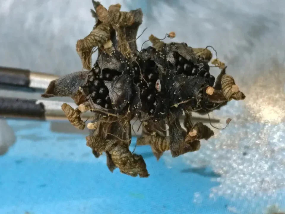 20 Freshly Harvested Venus Flytrap Seeds - Seed World