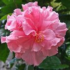 Double Pink