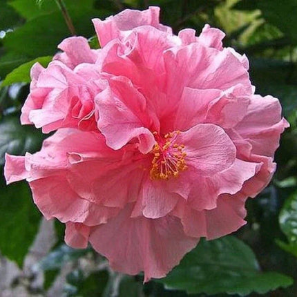 20 Giant Hibiscus Flower Seeds – 18 Vibrant Colors - Seed World