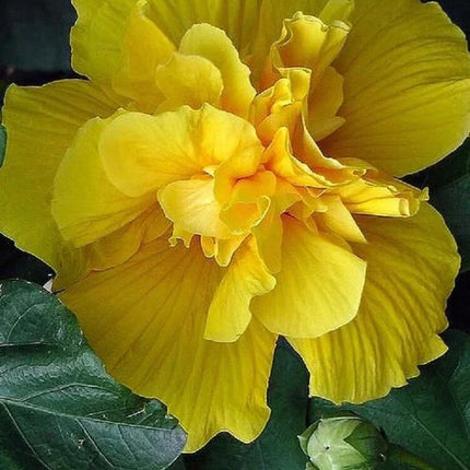 20 Giant Hibiscus Flower Seeds – 18 Vibrant Colors - Seed World