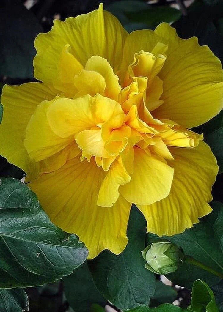 20 Giant Hibiscus Flower Seeds – 18 Vibrant Colors - Seed World