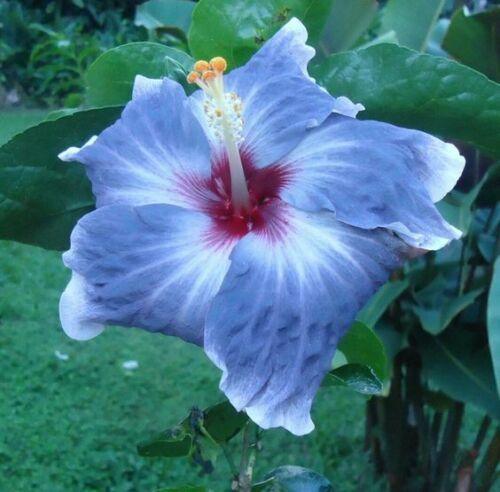 20 Giant Hibiscus Flower Seeds – 18 Vibrant Colors - Seed World