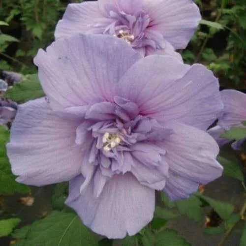 20 Giant Hibiscus Flower Seeds – 18 Vibrant Colors - Seed World