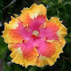 Pink Yellow Orange