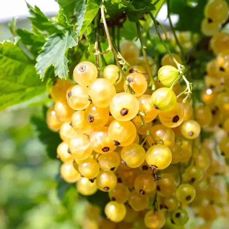 20 Golden Currant Berry Seeds (Ribes Aureum) - Seed World