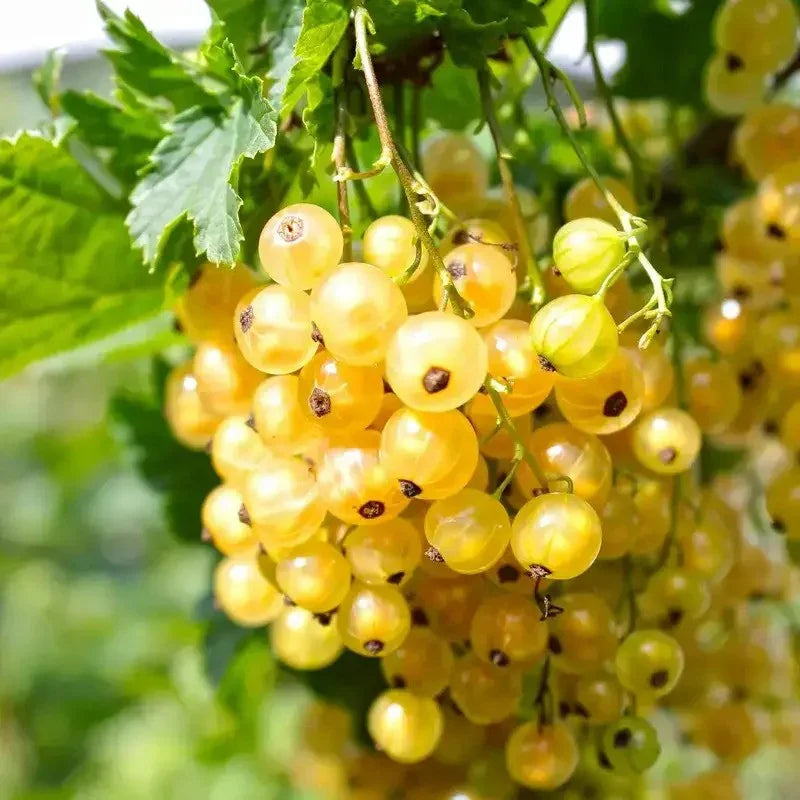 20 Golden Currant Shrub Seeds - Seed World
