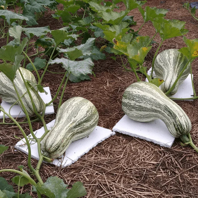 20 Green Striped Cushaw Seeds - Seed World