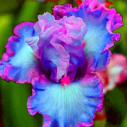 20 Heirloom Iris Seeds - Seed World