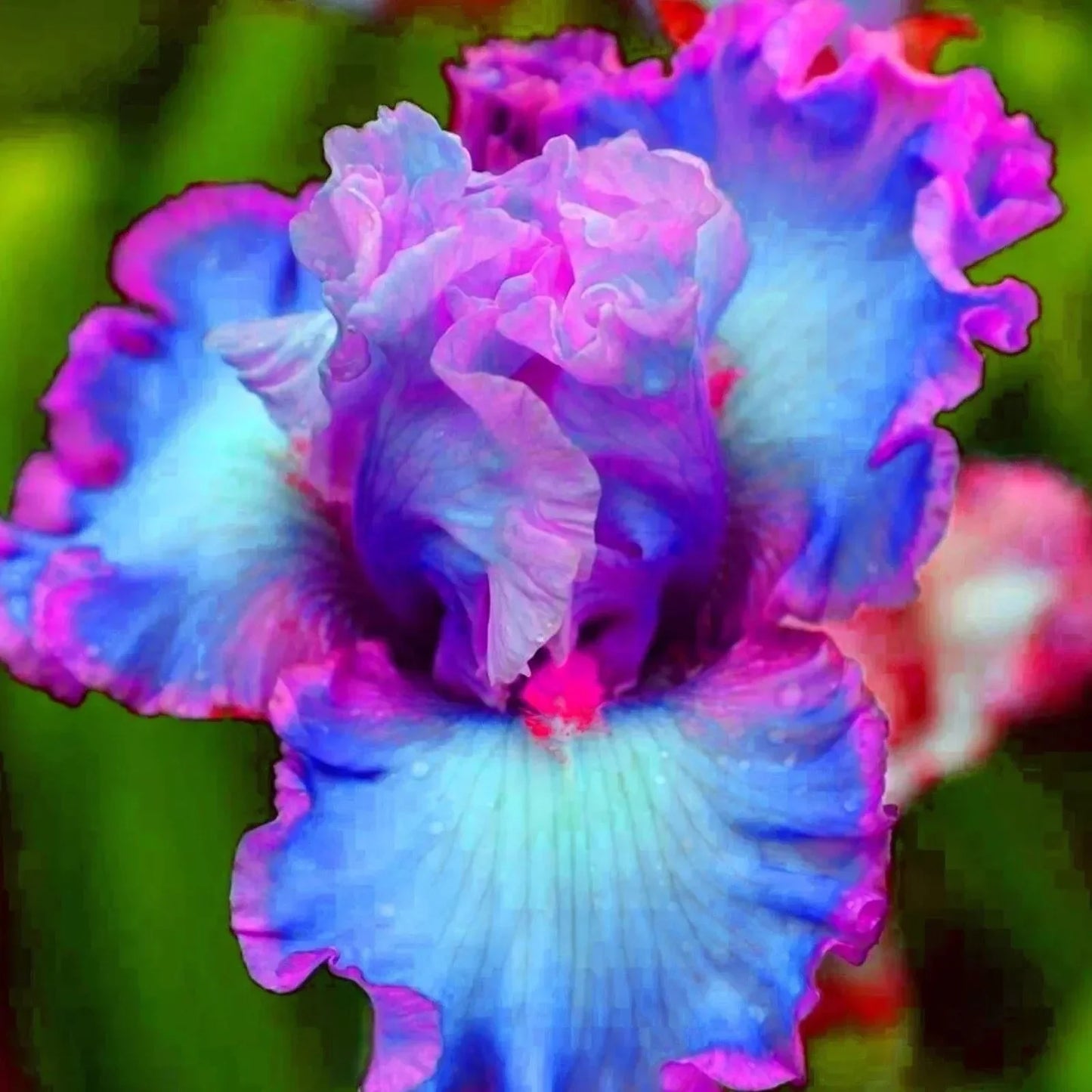 20 Heirloom Iris Seeds - Seed World