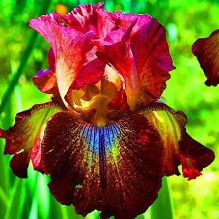 20 Heirloom Iris Seeds - Seed World