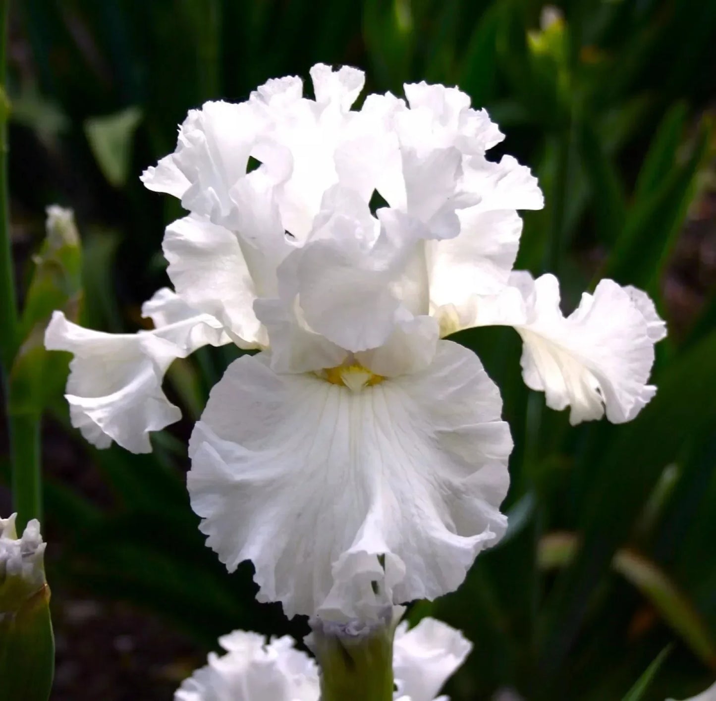 20 Heirloom Iris Seeds - Seed World