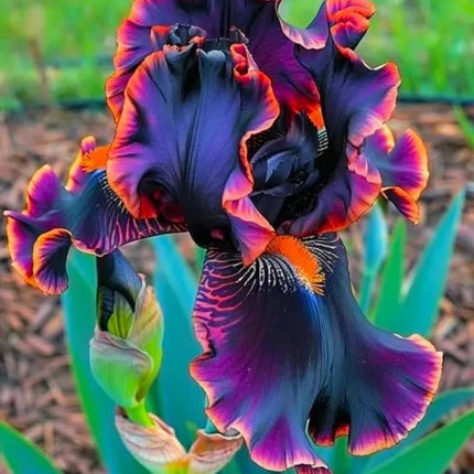 20 Heirloom Iris Seeds - Seed World