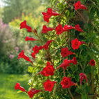 Red Trumpet