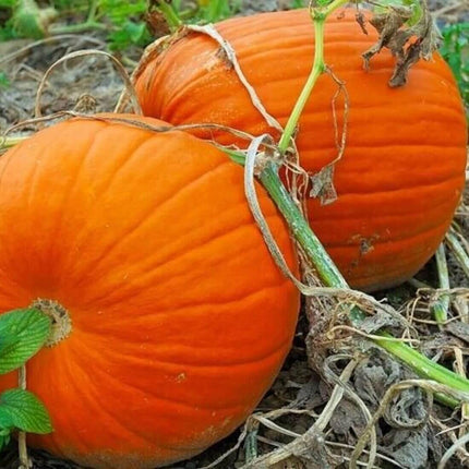 20 Jack O Lantern Pumpkin Seeds - Seed World