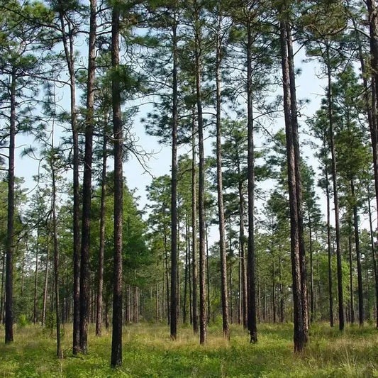 20 Longleaf Pine - Pinus Palustris Seeds - Seed World