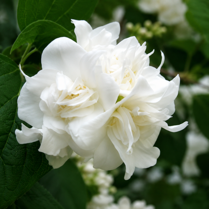 20 mock orange seeds
